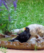 Vogeltränke mit Eidechse / Baukeramik Vogeltränke mit Eidechse / Baukeramik
